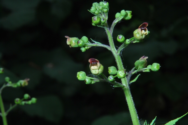 Scrophularia nodosa